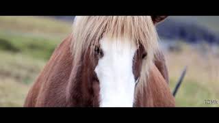 Красивые лошади Северное сияние Скрипка - BRIAN CRAIN - WIND -  Piano &amp; Violin