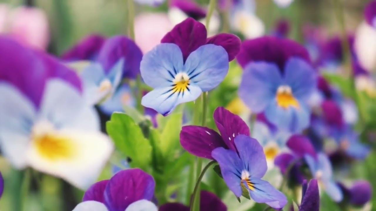 Vibração Semanal do Centro Espírita Casa do Caminho - Aquidauana, MS - 09/12/2025.