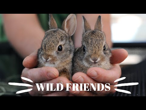 Video: Průvodce Po Dobrovolnictví V Best Friends Animal Sanctuary - Matador Network