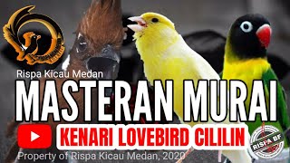 MASTERAN MURAI MIX KENARI LOVEBIRD CILILIN - MP3 CEK DESKRIPSI !!!