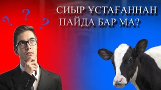 Сиыр ұстағаннан пайда барма?