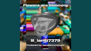 Flowers are blooming - lillamb7379