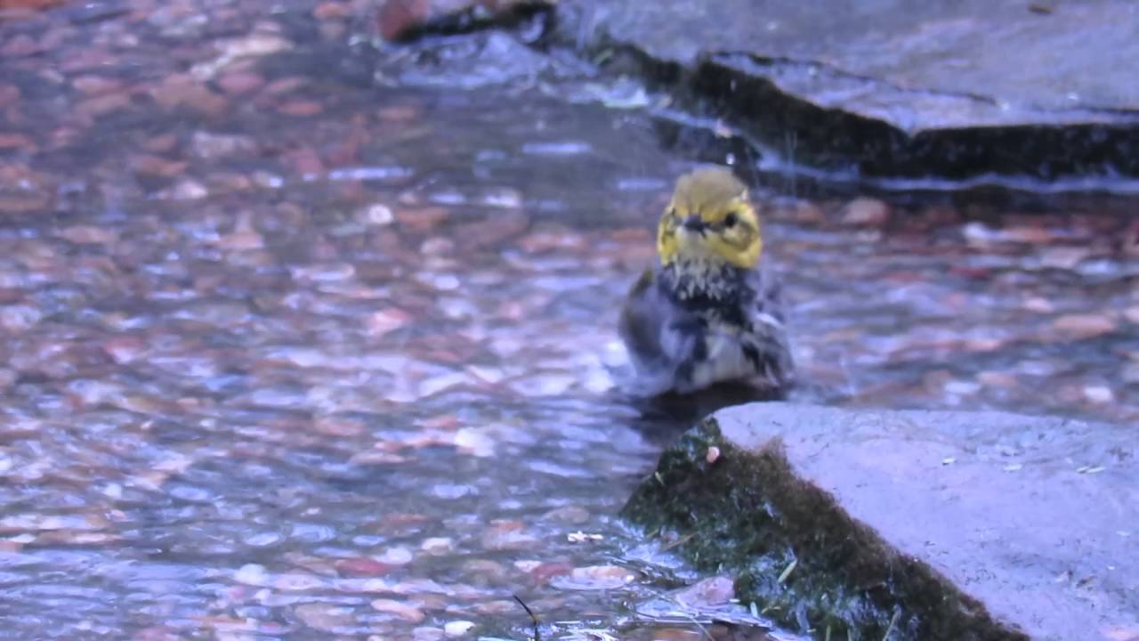 Black-throated Green Warbler 