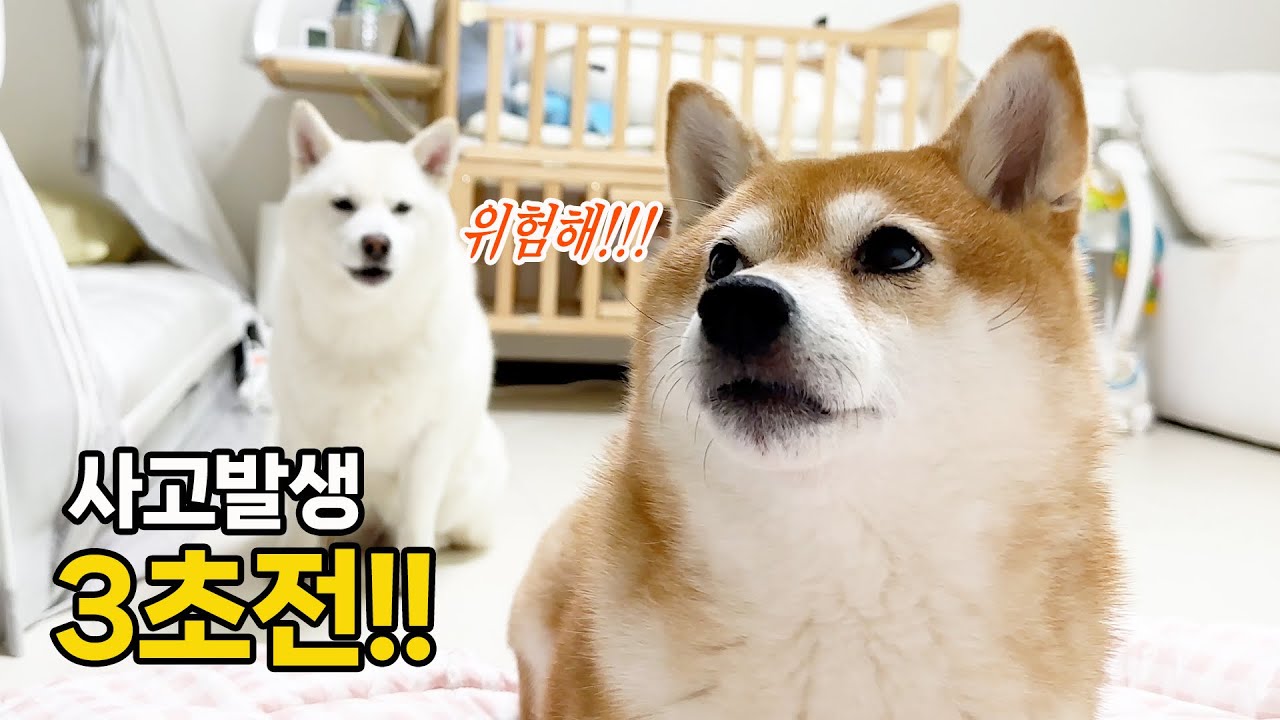 지진도 미리 알고 알려준다는 강아지의 놀라운 생존 본능..!!