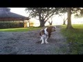 Basset Hound goes crazy