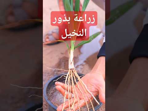 الطريقة الصحيحة لزراعة النخيل من النواة  اكسبلور 
