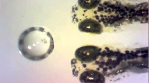 Optokinectic response of zebrafish larvae.