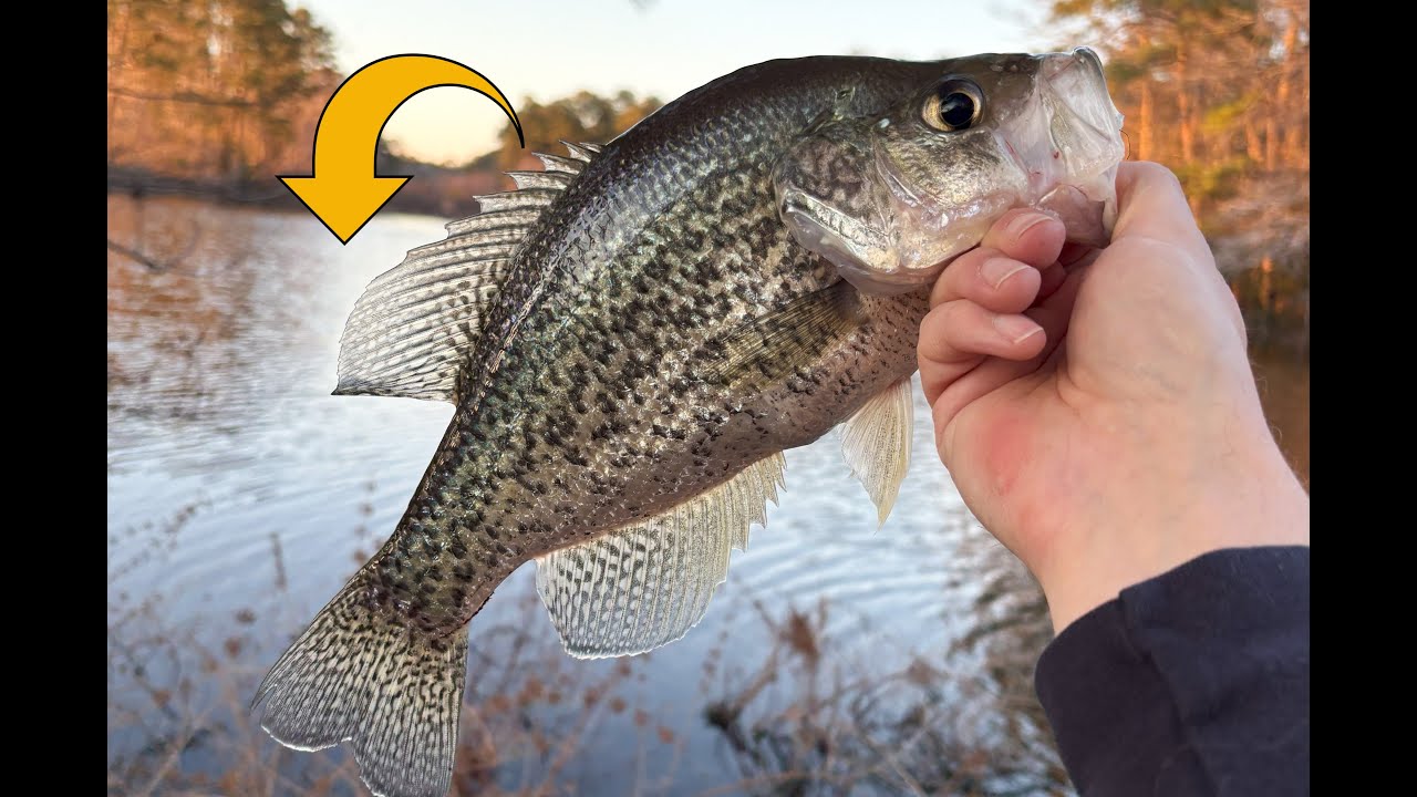 Aggressive Spring Crappie: The Pre-Spawn in Virginia - YouTube