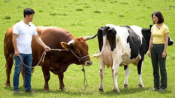 Three women standing and having fun guessing at the tail of a cow 7