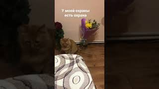 Продолжение Часть 2, котопес . У моей охраны есть охрана .Кот защитник