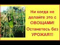 Эта ПОДКОРМКА уничтожила мой урожай💥 Кому верить? 💥 Так не делайте ни когда!