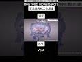 How Does a Roots Blower Work? Watch the Magic!See inside a Roots Blower in this quick animation!