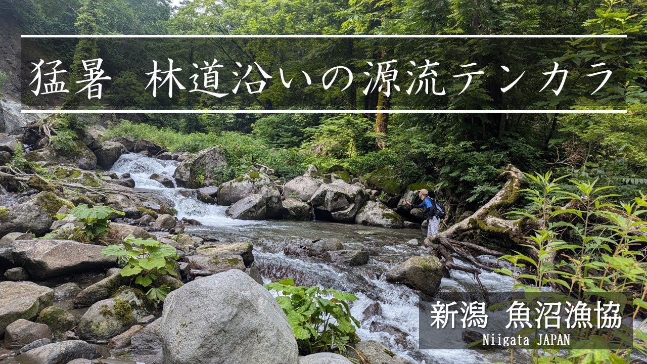 No TENKARA, No life「新潟遠征（1/3） DAY-1（前半）先行者がいたので林道沿いの渓流でテンカラ」2024年7月　魚沼漁協