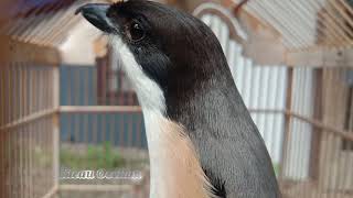 Indonesian long tail bird voice which is very melodious