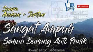 Mp3 Pikat Burung Ribut | Suara Anakan + Jeritan | Jernih