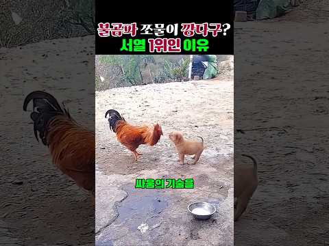 불곰파 쪼물이가 서열 1위인 이유? #shorts #dogs #funnypuppy  #강아지일상 thumbnail