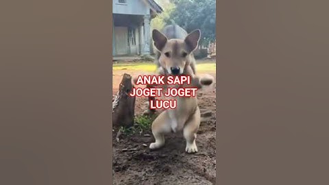 SAPI JOGET LUCU part 49 #sapi #joget #lucu