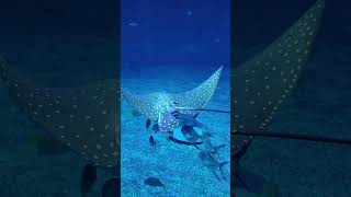 Epcot Stingrays at the Living Seas #epcot  #disneyworld   #stingrays @mouse-gears-tv