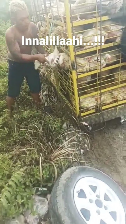 Mobil ayam potong lepas ban...Alhamdulillah tidak masuk jurang#ayampotong,#mobilayam,#shorts