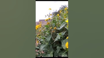#تلاوة_خاشعة #راحة_نفسية #قران_كريم #naturephotography #flowers #summer #morocco