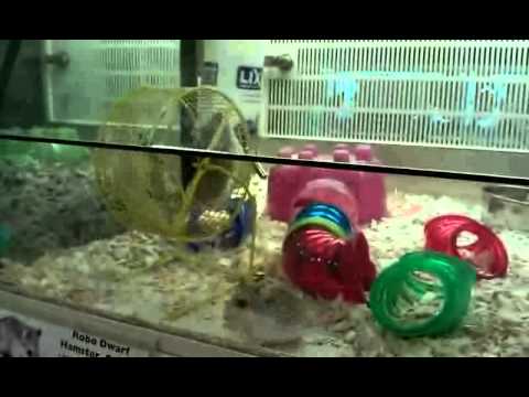 funny-dwarf-hamsters.3gp