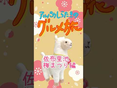 【アルパカしらたきのグルメ旅～佐布里池梅まつり編～】