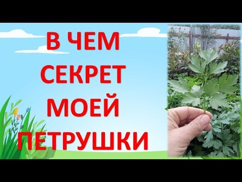 Собираю с грядки петрушку 6 месяцев в году. Как выращивать петрушку рассадным способом. Петрушка.