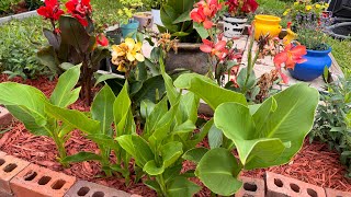 Yard Update, Limequat, Plumerias, and Canna Lilies