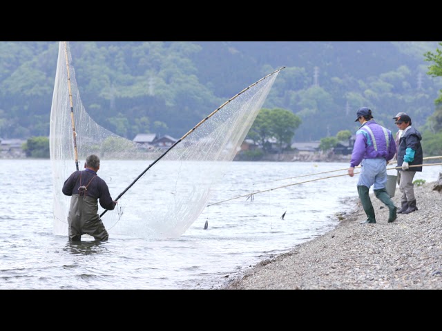 びわ湖の漁業】伝統漁法編2 おいさで漁 - YouTube