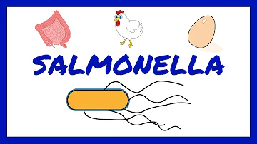 Jak se objevují protilátky u salmonely?