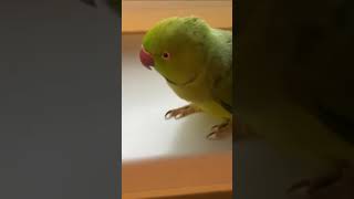 Papoušek Pólík.