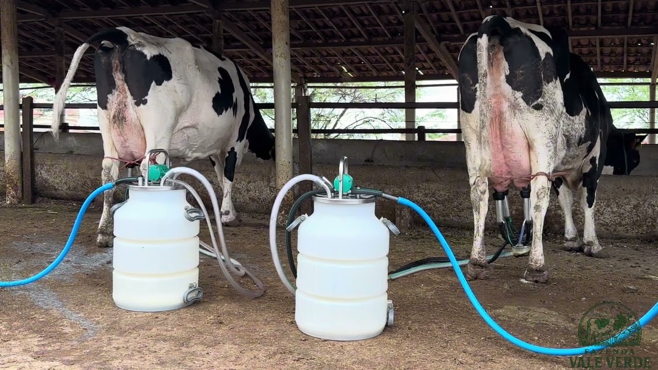 DUAS VACAS DE LUXO DE 3º PARTO DISPONÍVEIS PARA VENDA! CONTATO: (87)9.9116-7281 ou (87)9.9155-9010