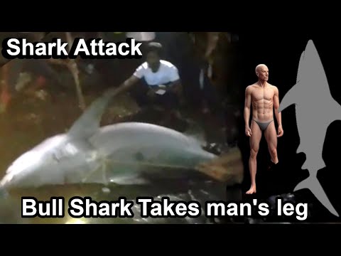 Bull Shark Attacks: Fisherman Loses Leg & Shark Encounter in Thailand