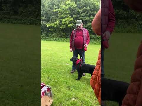 Highlight 35:04 – 40:03 from JUST AMAZING THE DOG SHOW LIVE AT OAKFIELD