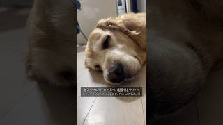 6시간 물놀이한 리트리버의 최후… 결국 걷지도 못했습니다🤣🐶