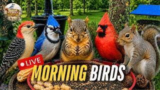 LIVE 🌞 Mowing Day at the Morning Bird Feeder Cam | East Texas Wildlife and Birdwatching