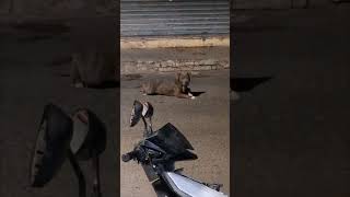 Dog Appears Paralyzed On Street, Then Miraculously Walks