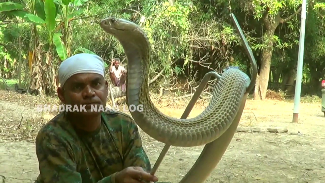  Cobra Snake Rescue At- Rajendrapur, Manjuri Road