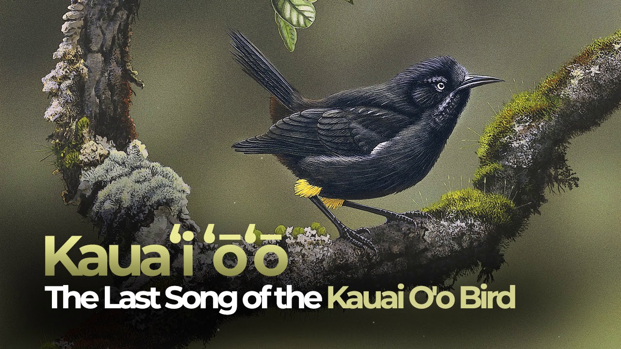 O bird. Kauai птица. Чешуегорлый Мохо птица. Благородный Мохо птица. Пение птицы Мохо.