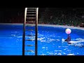 Dolphin Show | Best of Dubai Dolphin Show | Dubai Dolphinarium