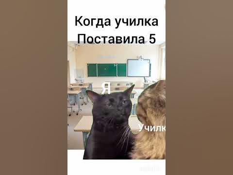 мемные коты "Short" - YouTube