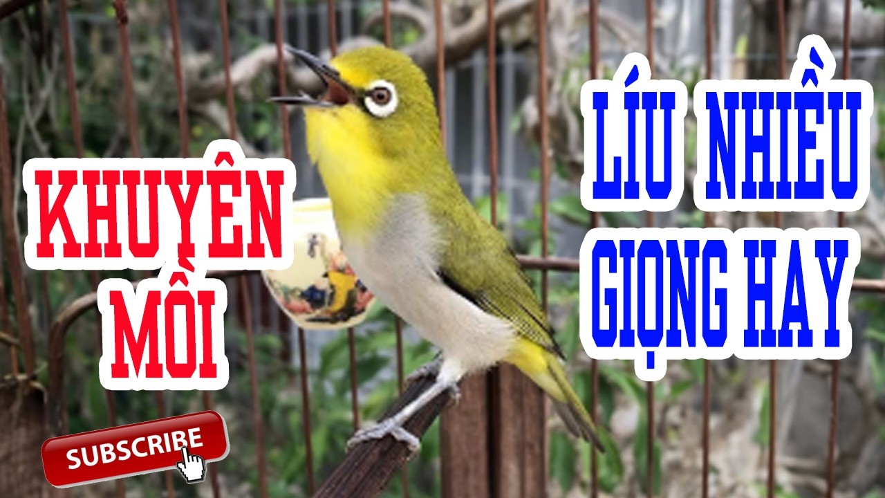 Khuyên mồi chúa kích mộc hót líu căng cực - Chim Vành Khuyên hót líu