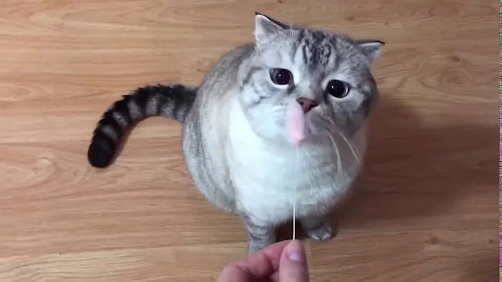 Watch the video about Scottish fold cat day play with lovely toy on rain day | Purrfect Kuma