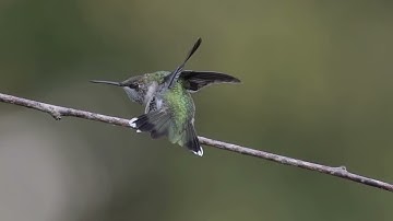 New Hummingbird Vignettes 13