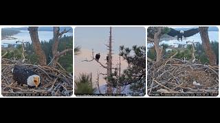 A Very Restless Evening At Jackie And Shadows Nest 27.03.2026