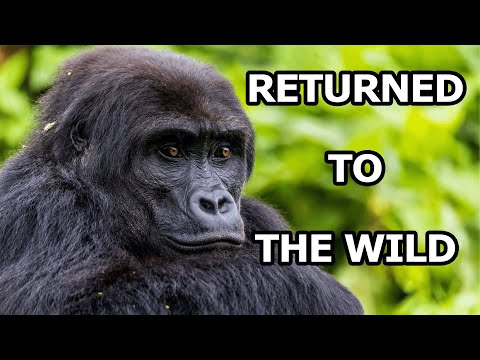 Four Gorillas Rescued From Illegal Wildlife Trade Have Been Rewilded In The DRC