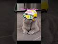 Winny top modèle #pourtoi #catreels#reelscat#cutecat#catvideo#catsofinstagram