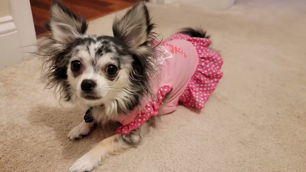 chihuahua in pink dress Adorable Chihuahua Puppy in a Cute Pink Dress