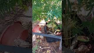amazing organic cannabis plants #organic #clones #cannabisheals #cannabissavedmylife I broke my legs