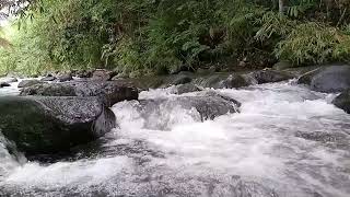 “Ten minutes for refreshment;🌿💧 ASMR the river flows”